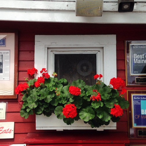 Nothing says summer to some more than a red geranium