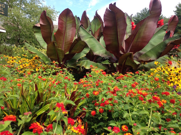 A bed containing many plants I love to hate, but combined together had me fall in love with them all, the Stonewall Kitchen garden in York Maine