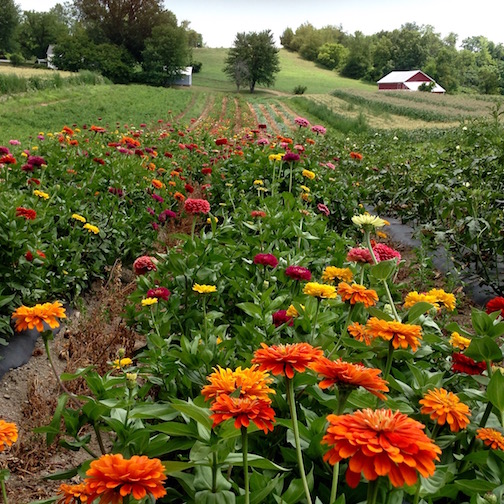 Zinnia Field in Columbia County