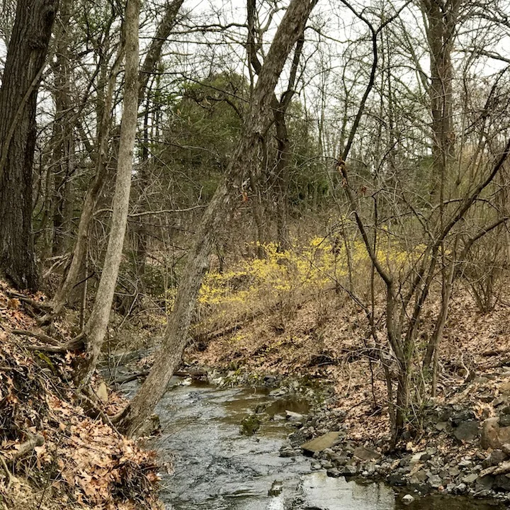 A stand of serviceberry brightens the banks of this creek along Hunterstown Road