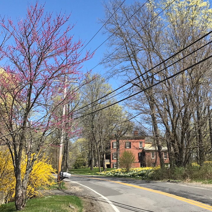Forsythia Redbud and daffodils on Woods Road
