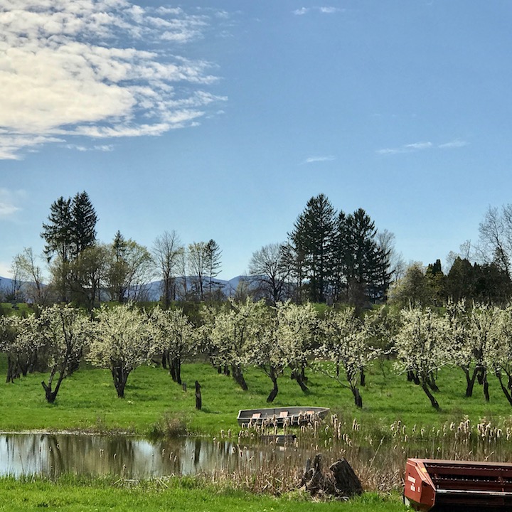 Farther down the road, an apple orchard begins to blossom