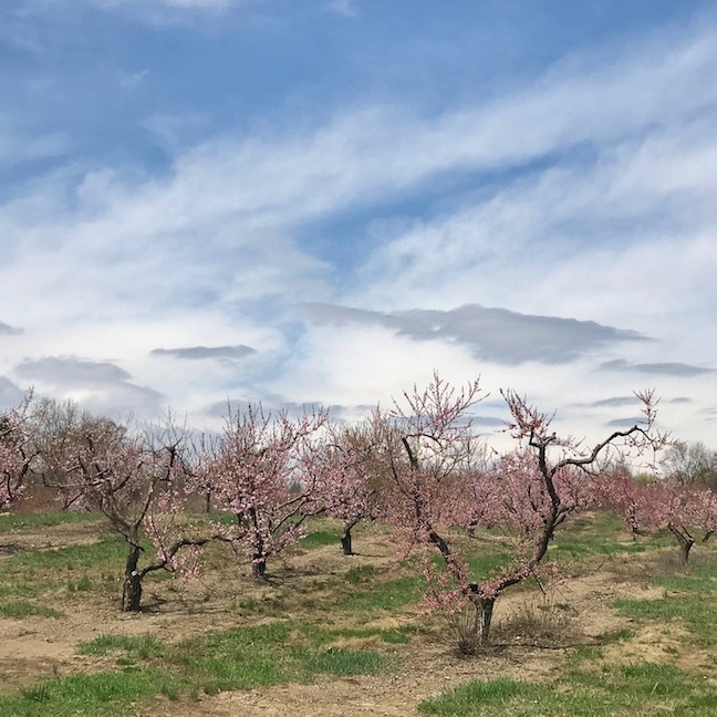 Not to be out done , this peach trees on County Route 10 give them a run for their money!