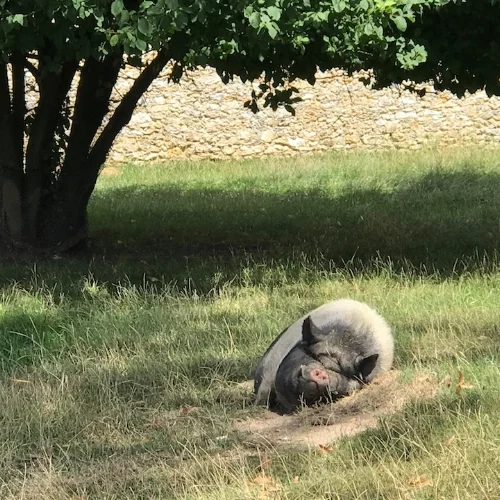 pig trianon.jpg