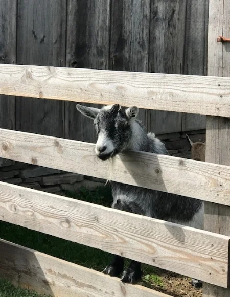 Goat.jpg