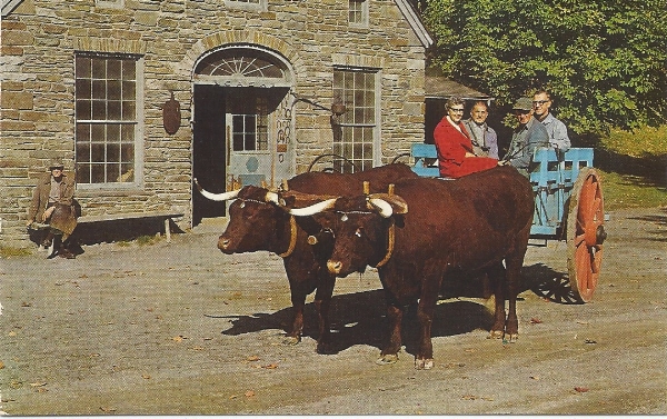 The Pair of Oxen pulling Farmers Museum patrons circa 1970