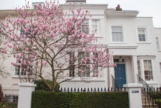 Albert-Place-Kensington-London-Magnolia-Blossom.jpg