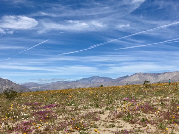 mixed bloom.jpeg
