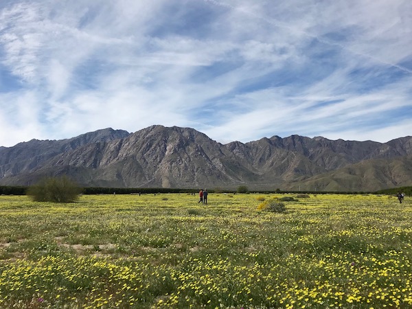 Field of lowers.jpeg
