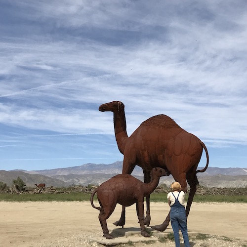 Contemplating a sucking camel