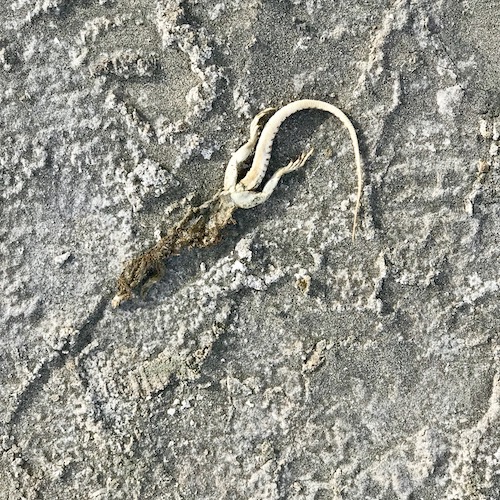 Beach Lizard.jpeg