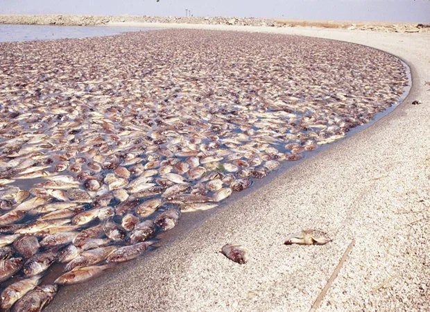 dead tilapia along the shore of Salton Sea photo: www.kpbs.org