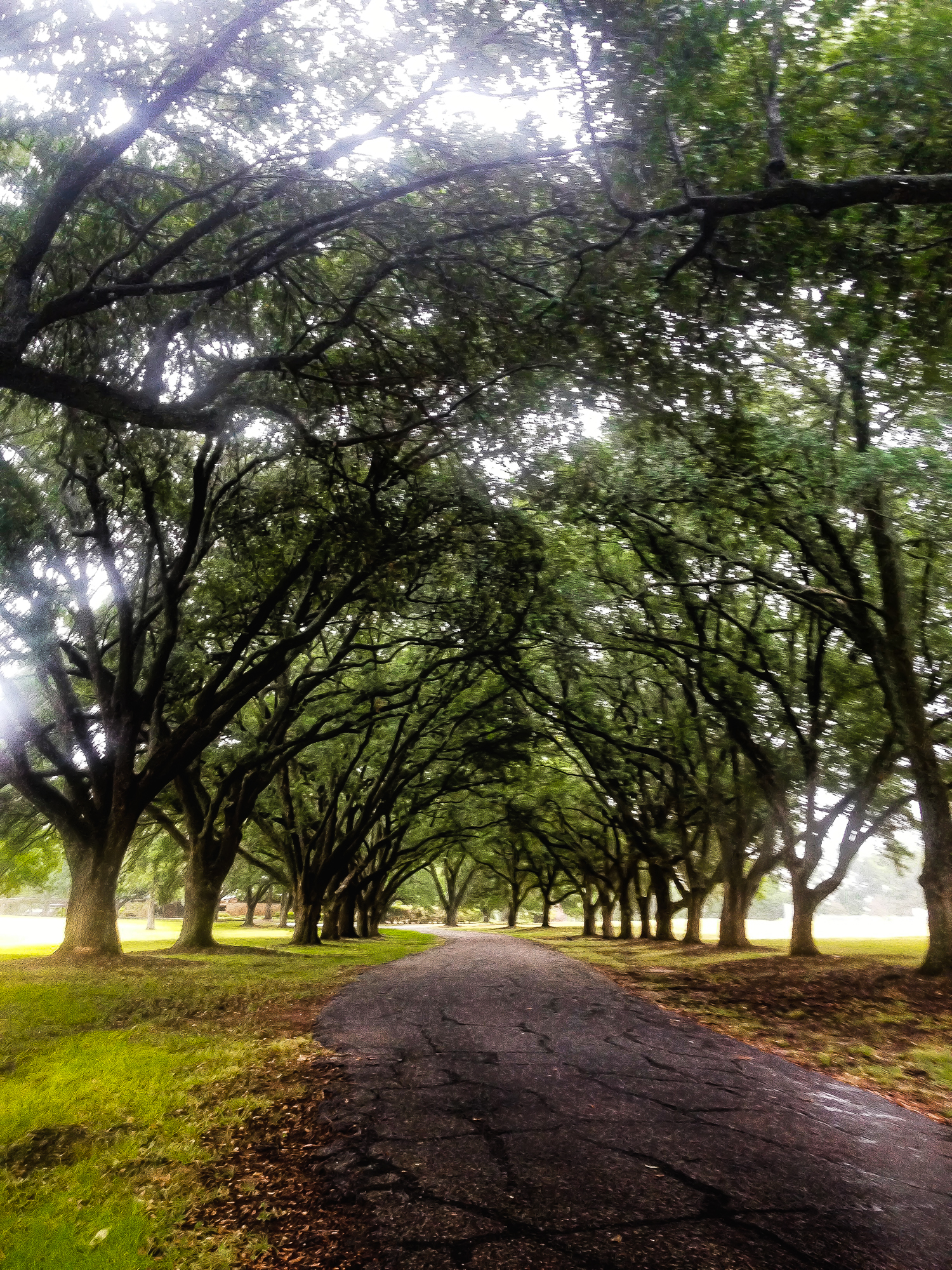 Only Louisiana could create something this breathtaking...
