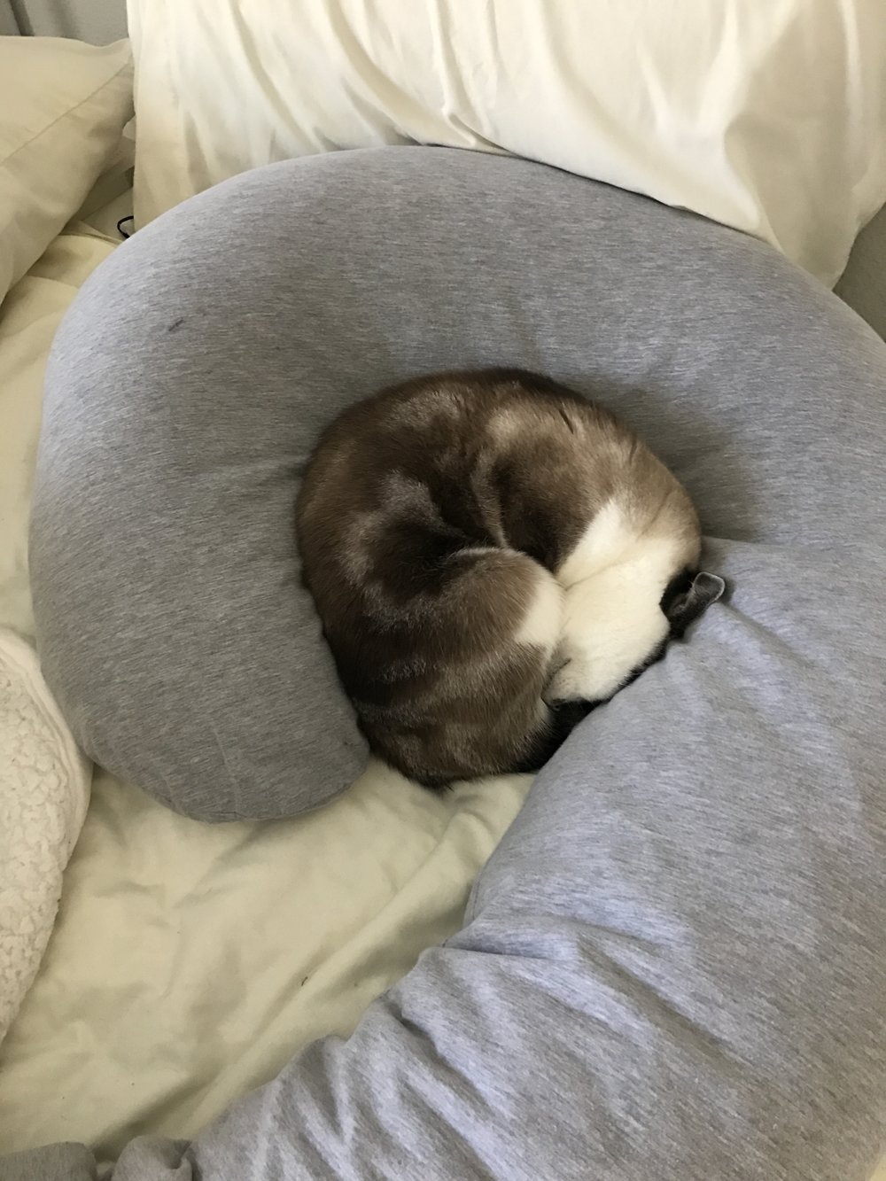  Even my pregnancy pillow isn't safe!&nbsp; 