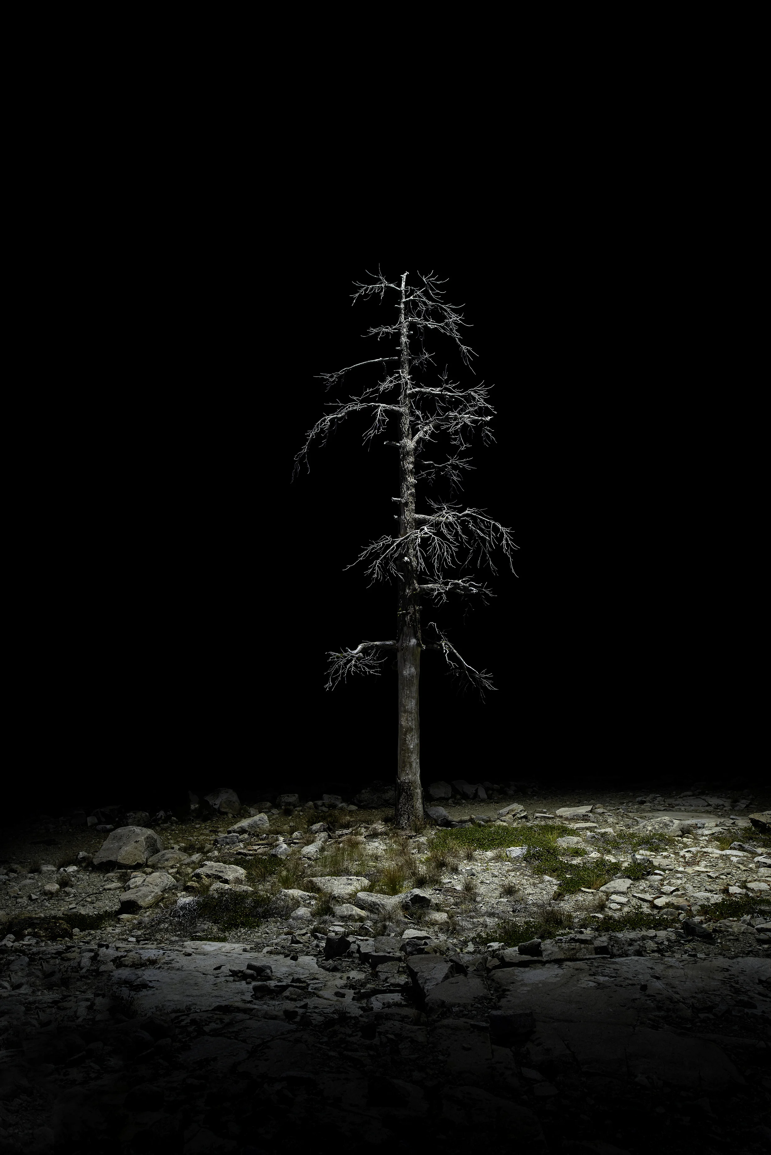 Faucherie_Tree_Photo Rag Bartya.jpg