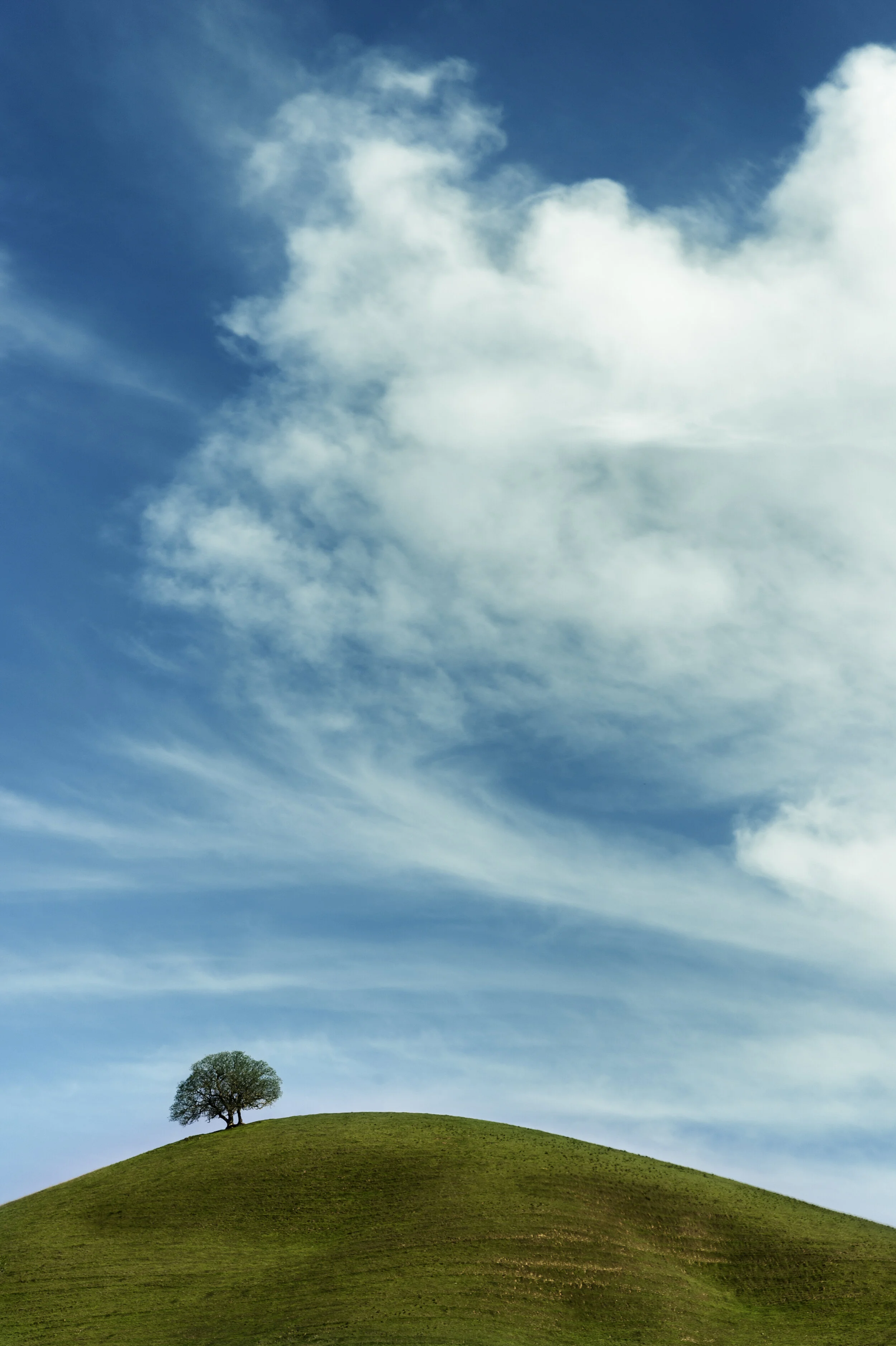 MtDiablo Foothills Lone tree on a hill.jpg