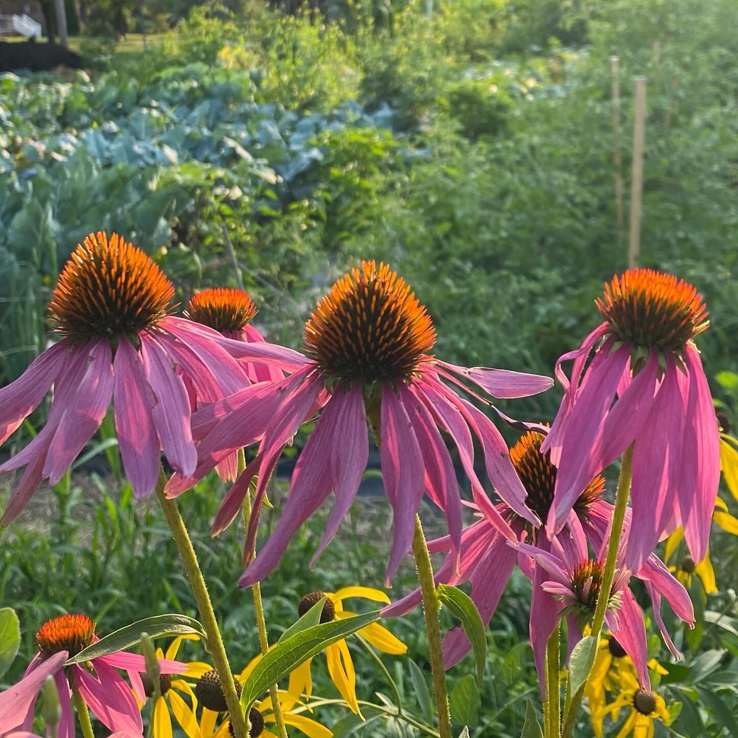 Goodbye July✨💛

A special thank you to everyone that has shopped with us, stopped by to ask questions and simply learn about plants. Helping you is what this journey is all about💛and of course it makes me extra happy to receive feedback and hear ho