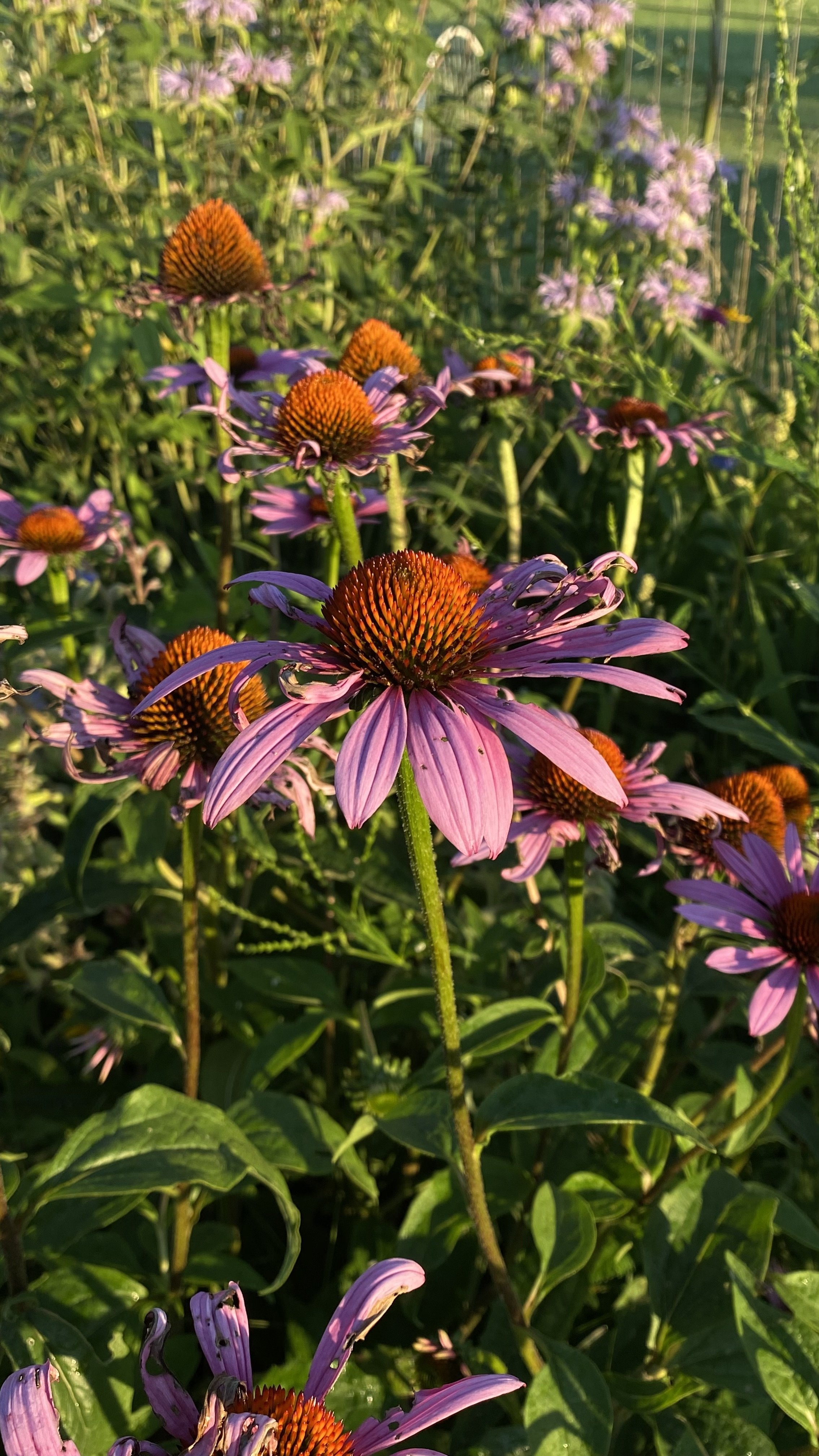 IMG_6373.jpeg