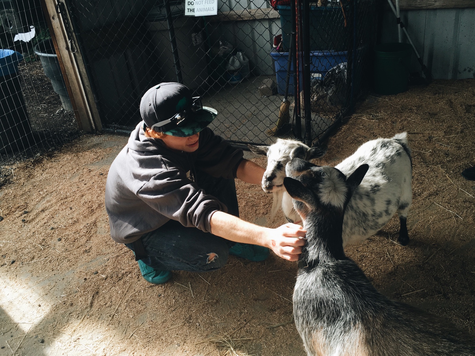 Our very own goat whisperer working his magic. 
