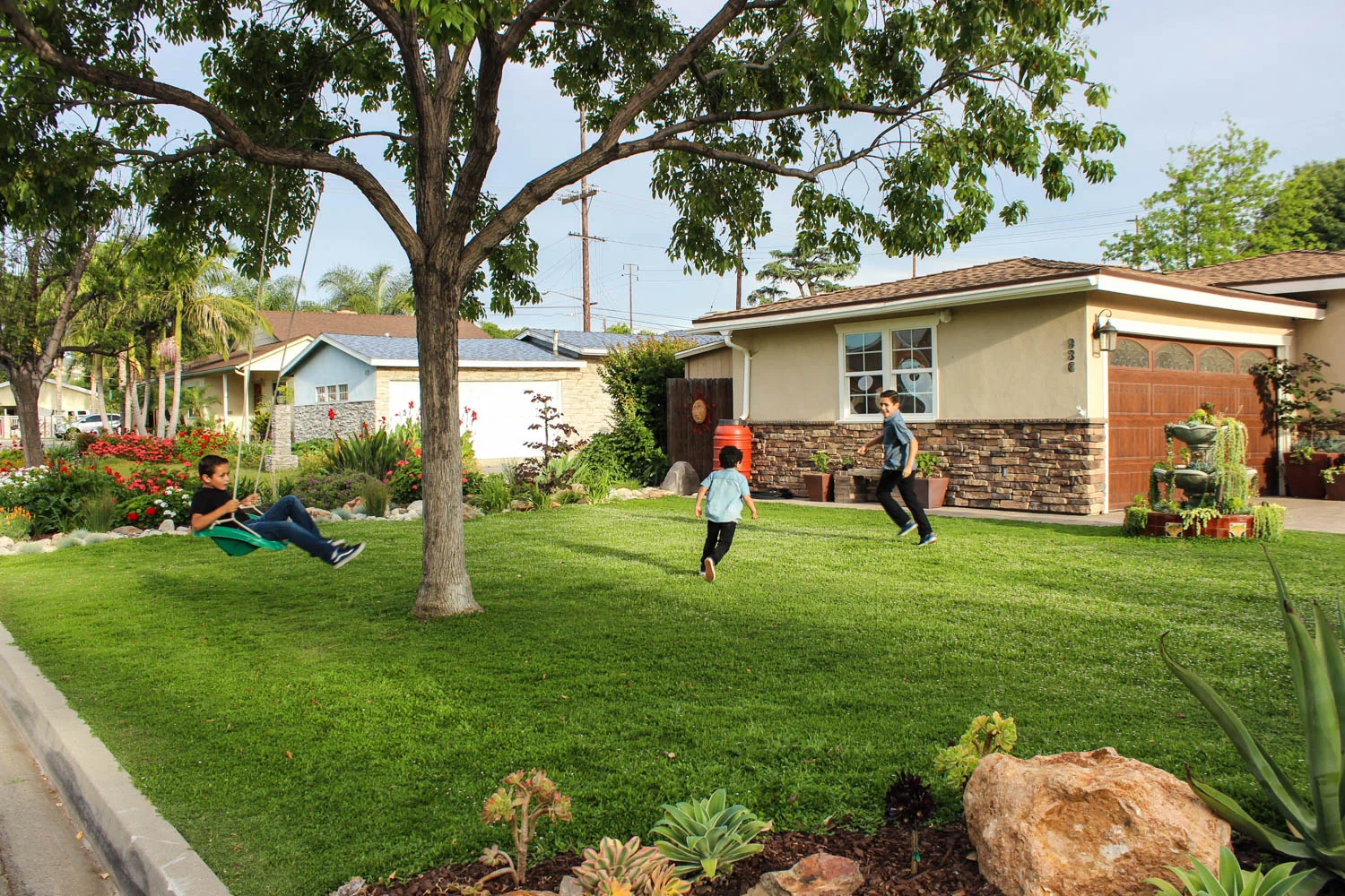 Kurapia Drought Tolerant Lawn