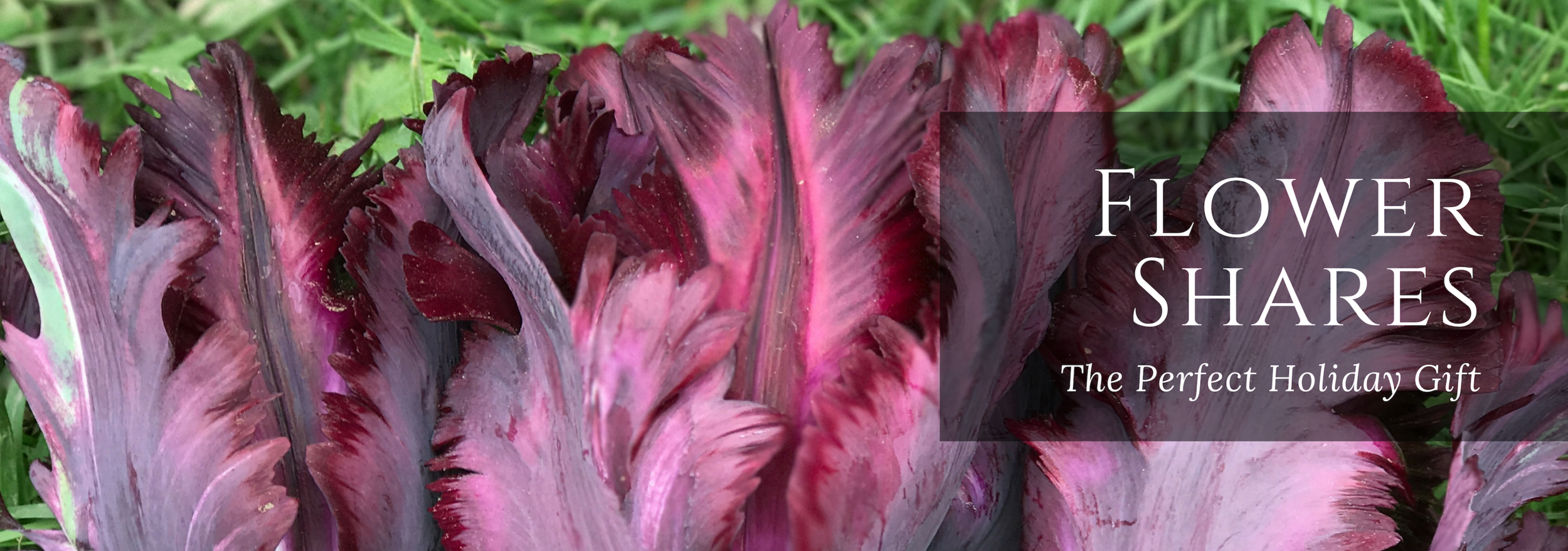 Flower Shared.png