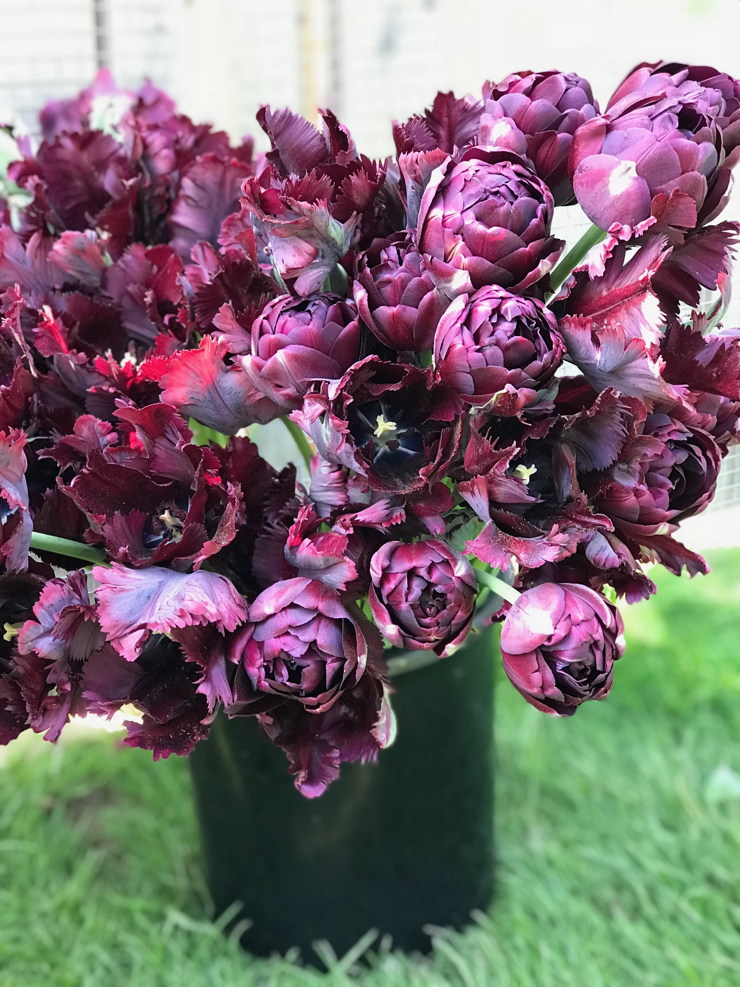 Spring brings show stopping tulips in a variety of colors and textures!