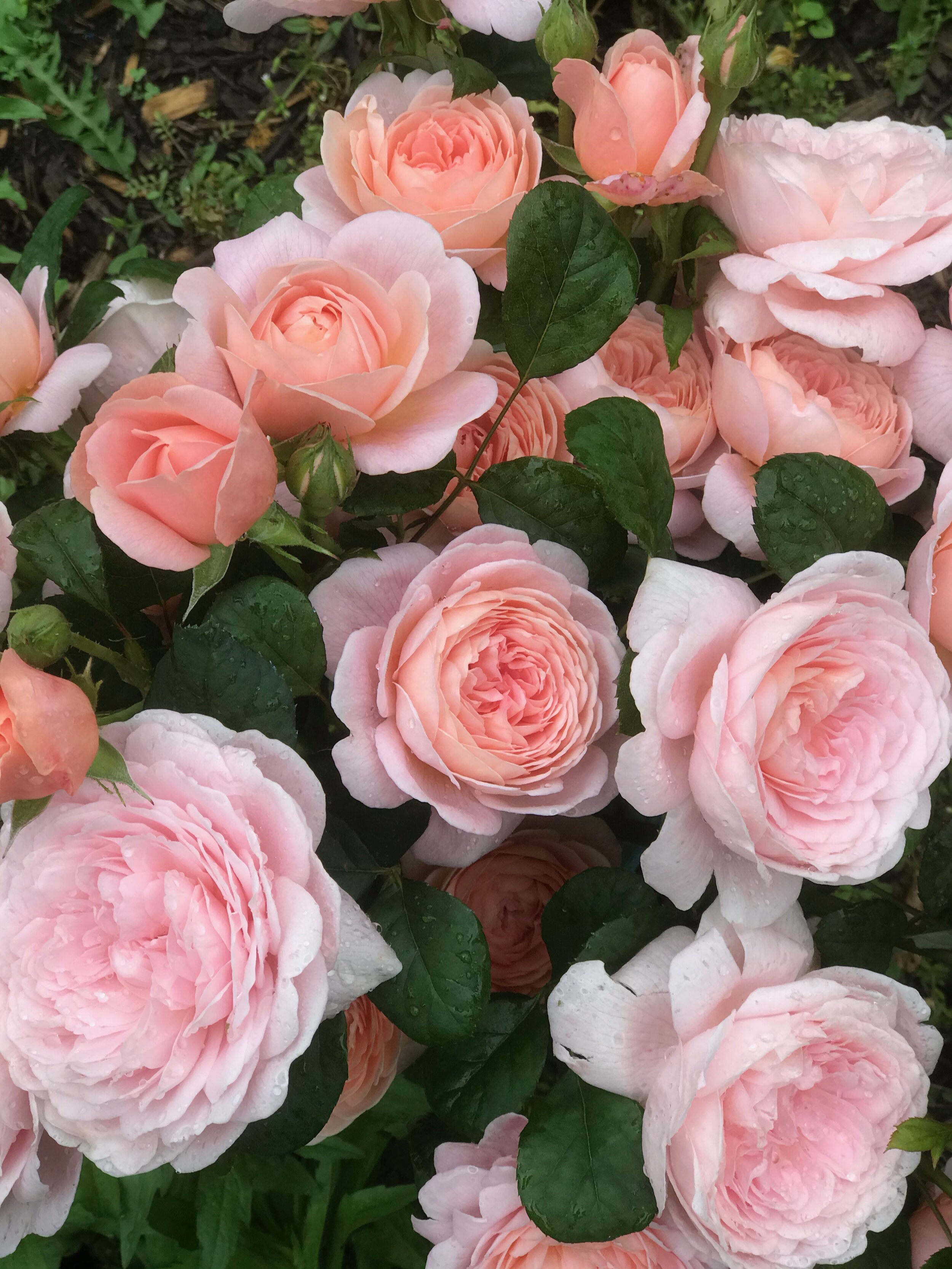Garden Walk: All About Roses