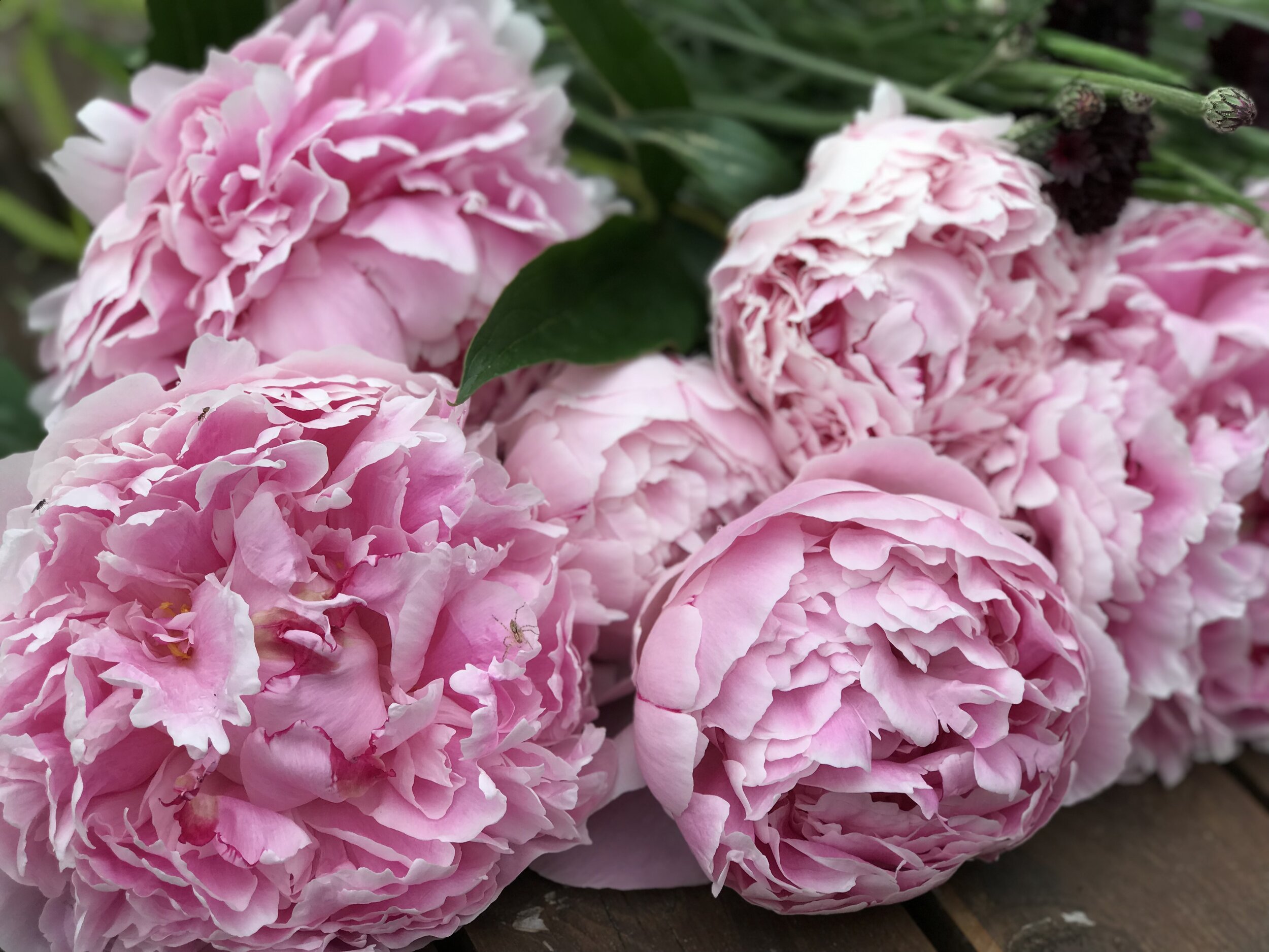 Garden Walk: All About Peonies