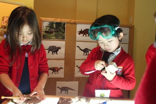 becoming paleontologists and categorizing dinosaur fossils