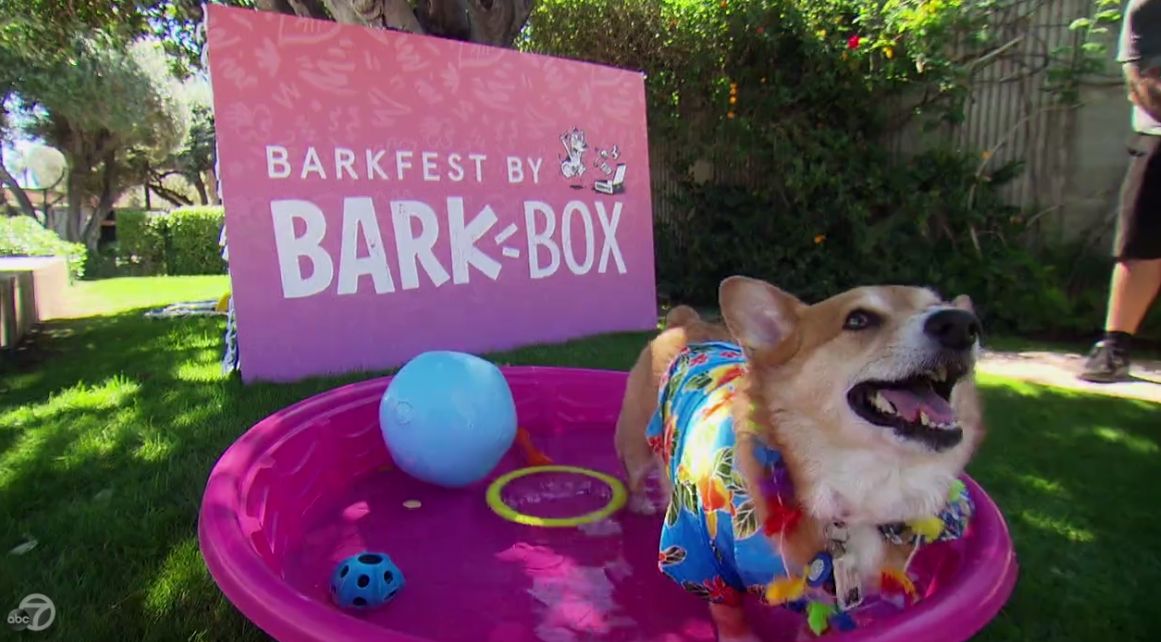 The Bachelorette Recap - Rachel Lindsay Episode 2: A Pool Party With Puppies (and other stuff, too)