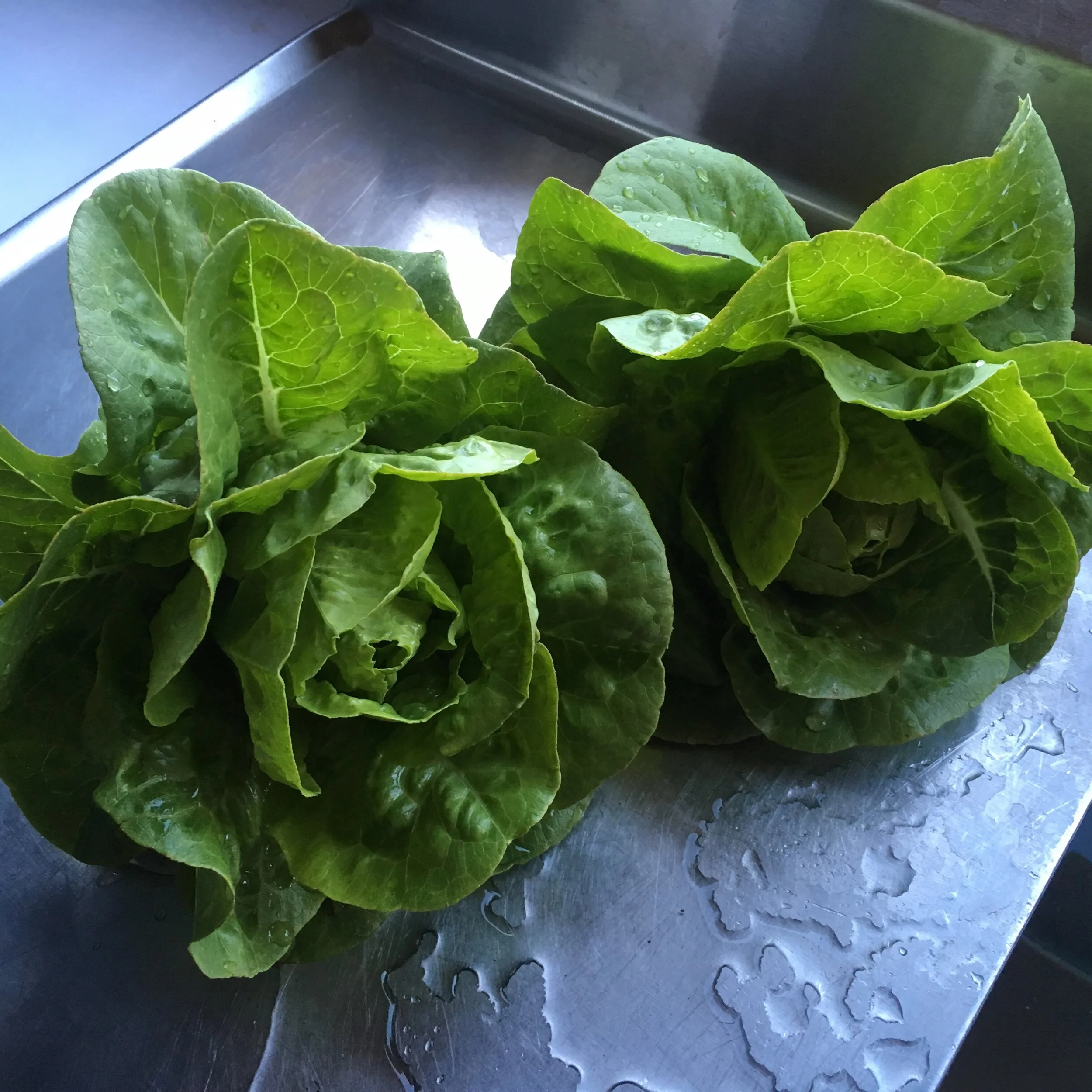 Sucrine Lettuce (Cos/Romaine) — High Desert Seed + Gardens