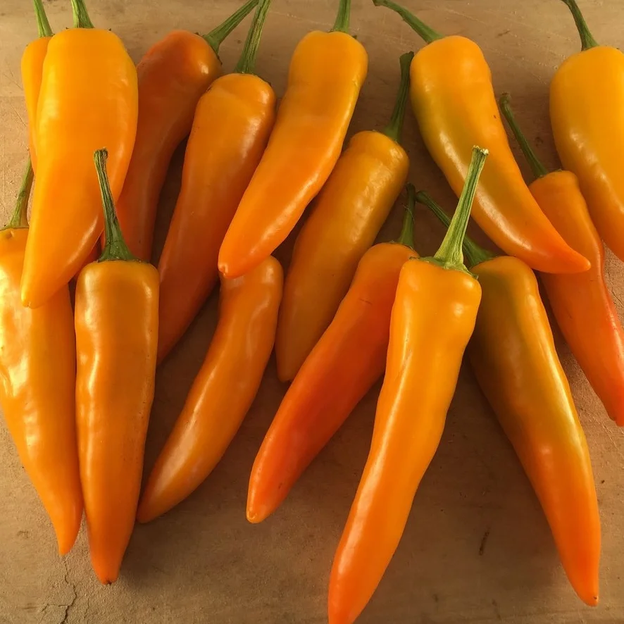 Tequila Sunrise Pepper — High Desert Seed + Gardens