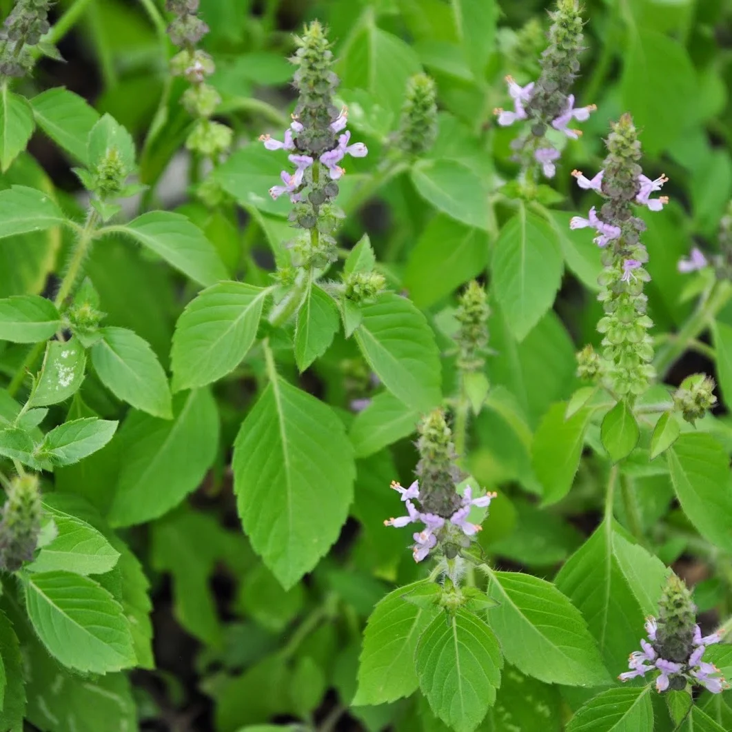 Tulsi (Sacred Basil) — High Desert Seed + Gardens