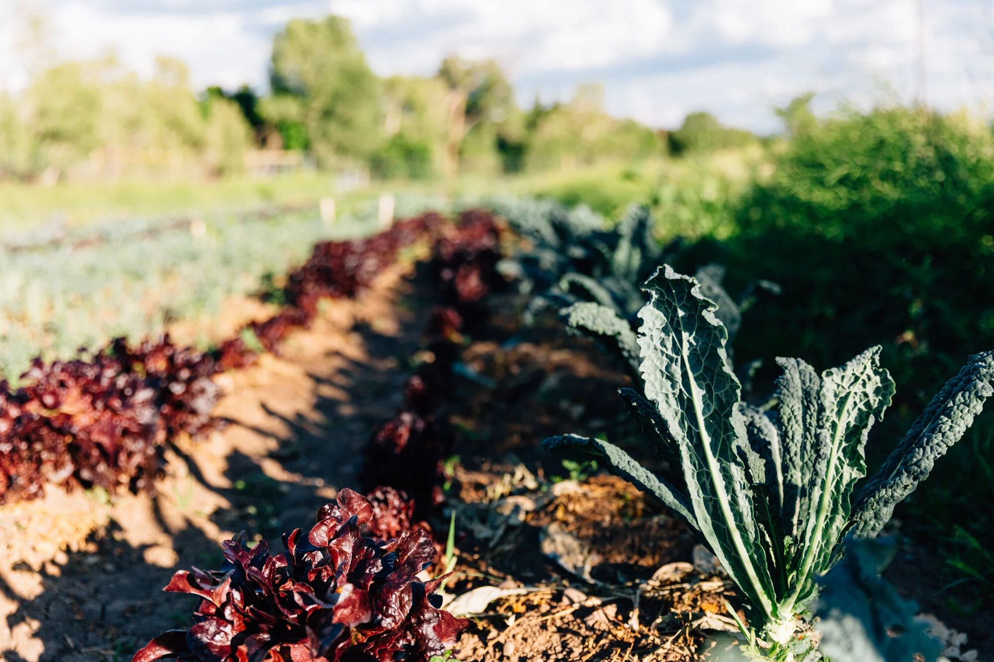 High Desert Seed + Gardens