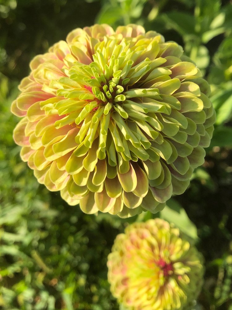 Queen Lime Orange Zinnia (with blotch) — High Desert Seed + Gardens