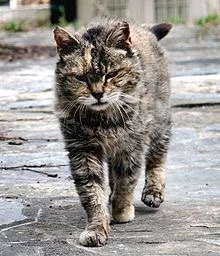 Stay tuned for a series of posts on issues and opportunities in specific Downtown alleys monitored by our "Alley Cat on the Prowl". He might be coming to an alley near you soon.