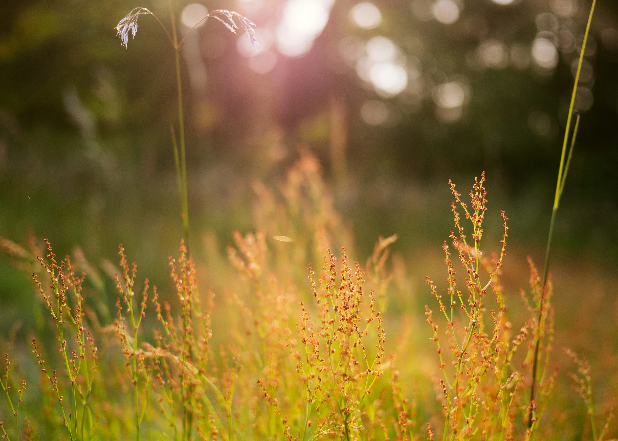 Grass.jpg