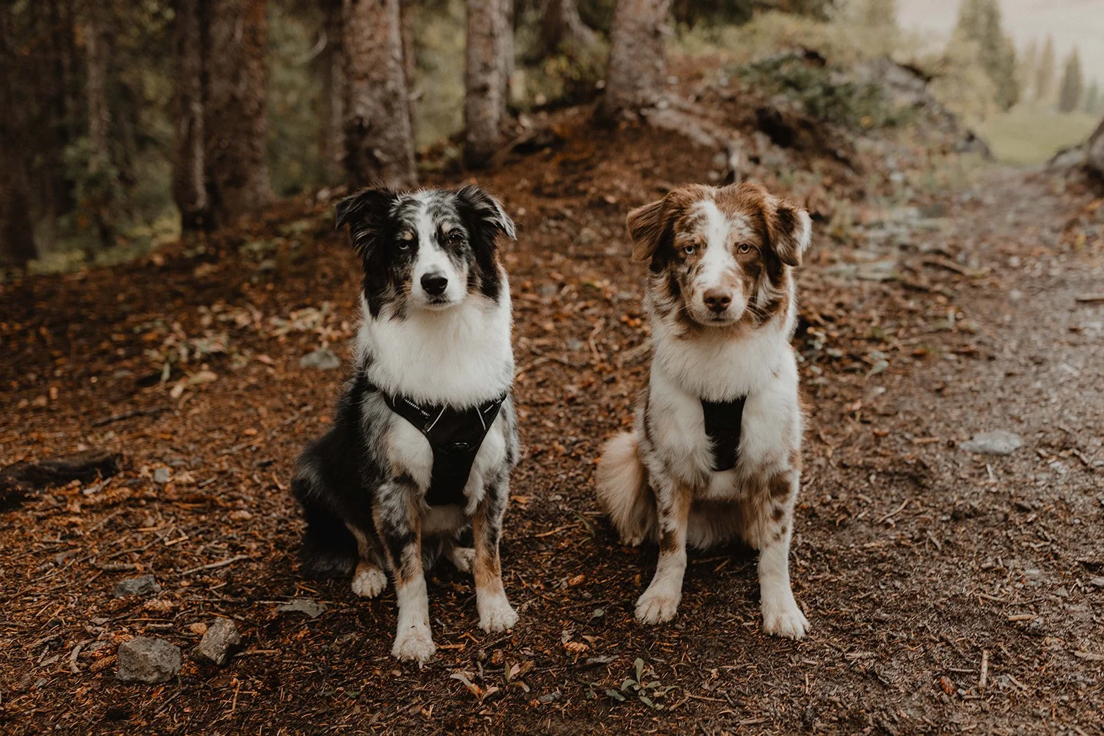 lopement ceremony with dogs at Alta Lakes near Telluride