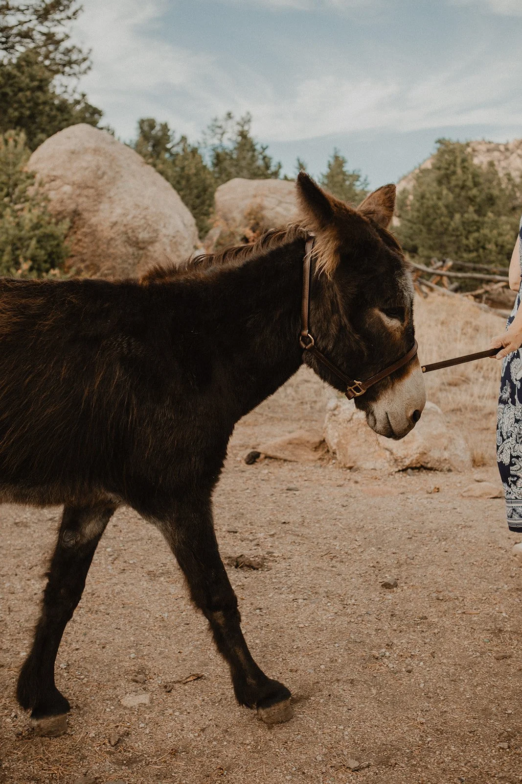 Champagne celebration after Turtle Rock elopement in Buena Vista Colorado high desert scenery
