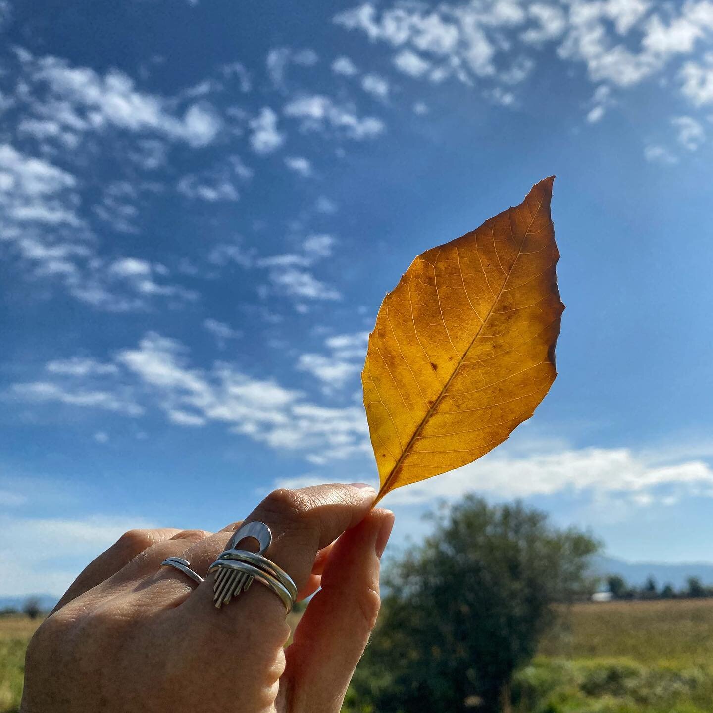 Happy Autumn Equinox, friends 🍂 I said goodbye to summer last night with an evening of dancing to music on my back porch, and it was incredibly cathartic and uplifting💃 This summer has been one of great leveling up for Blue Lotus (and myself), whic