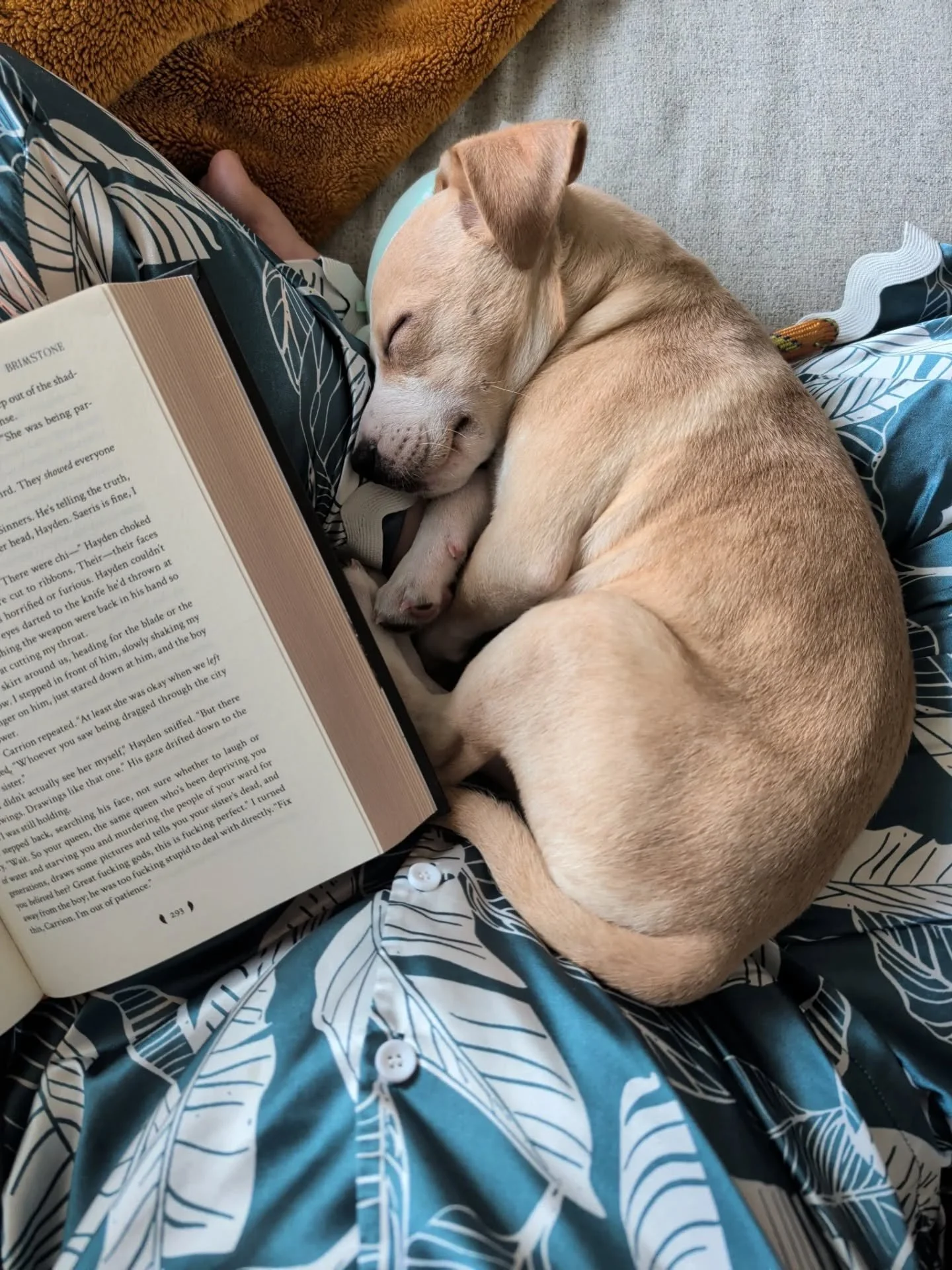 Allow me to introduce you to the newest member of the Knight Family and Brandmerry HQ.

Luna Girl joined our family this weekend and our hearts are full ❤️