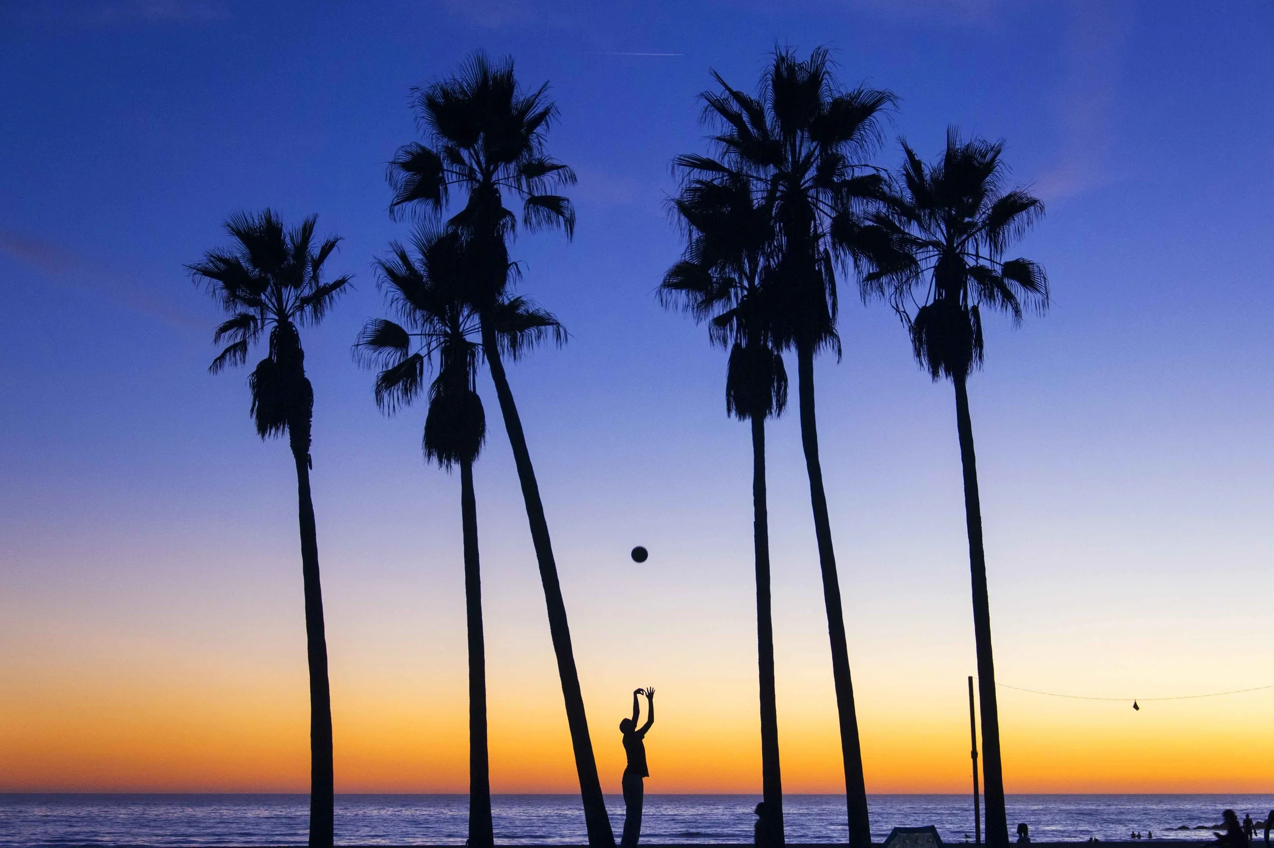 Palms