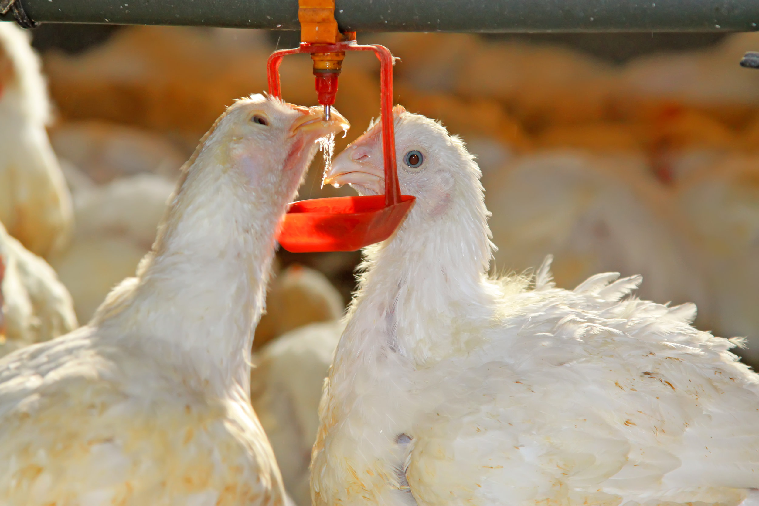 Treatment systems to treat the wastewater produced from within dairies and poultry processing facilities