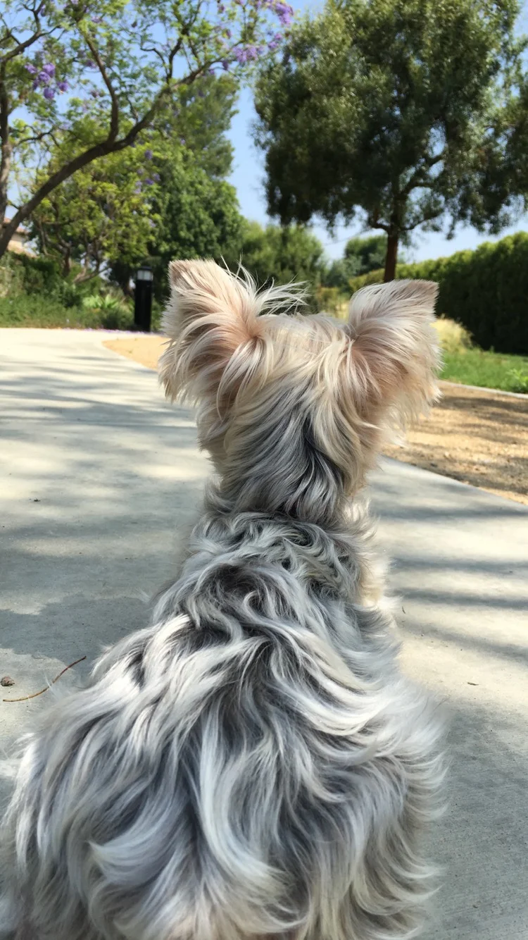 Jonah the Family Dog Waiting for Dad to Come Home