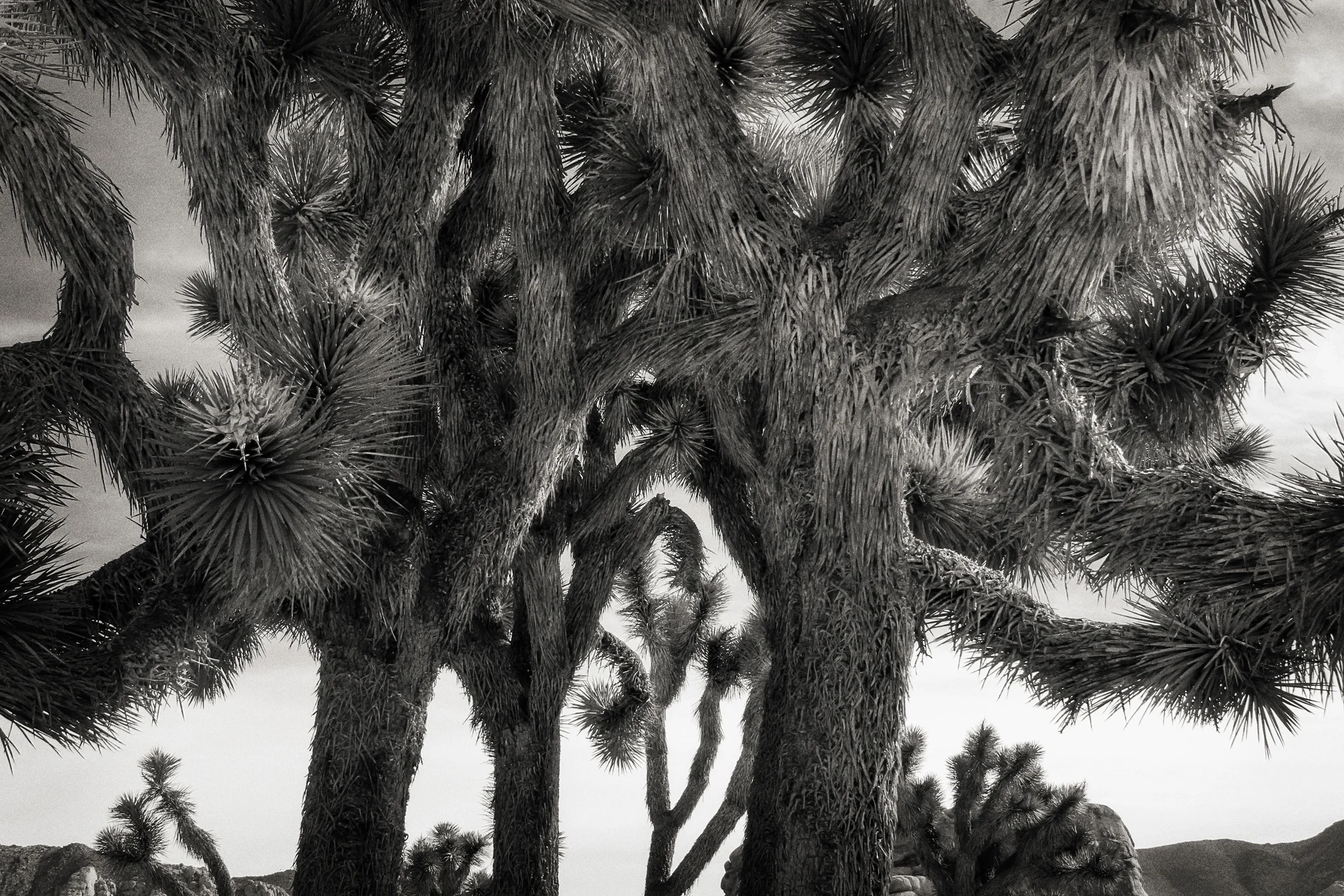Print • Joshua Trees