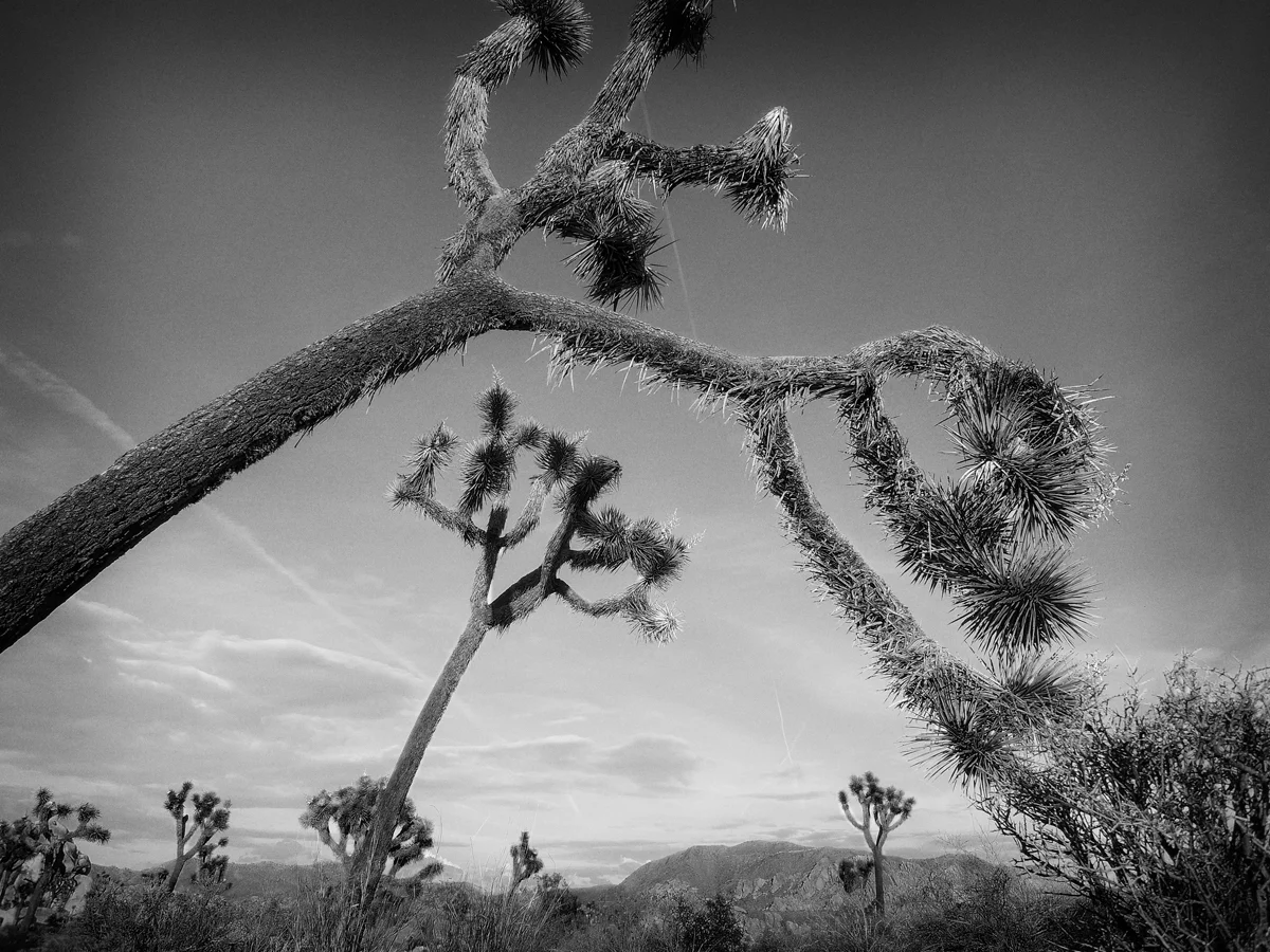 Print - Joshua Tree