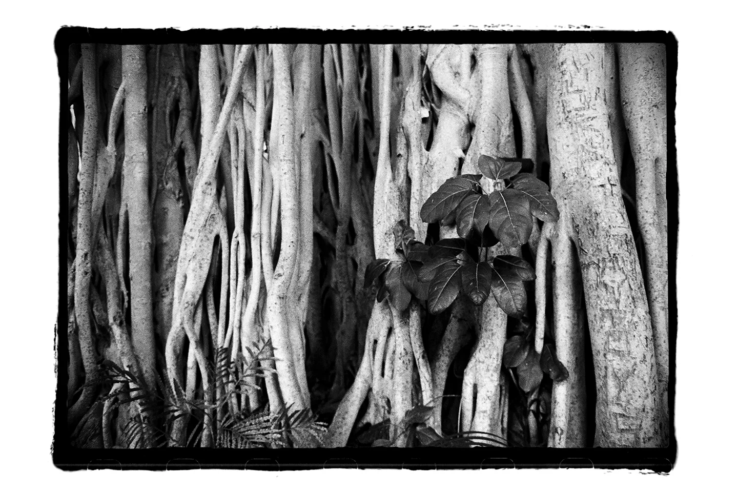 Print - Banyan Tree, Oahu