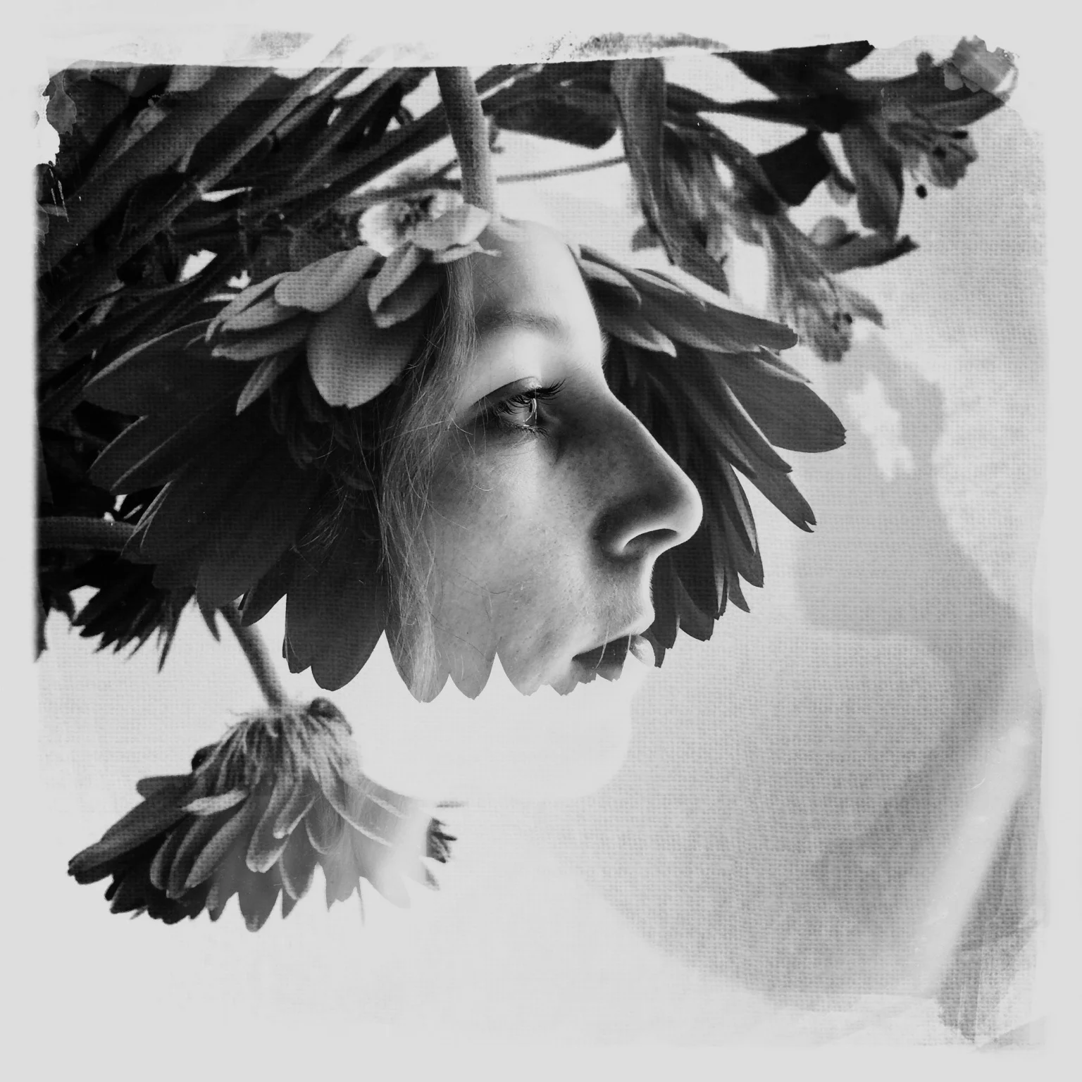 Print - Among the Wildflowers • Flower Series