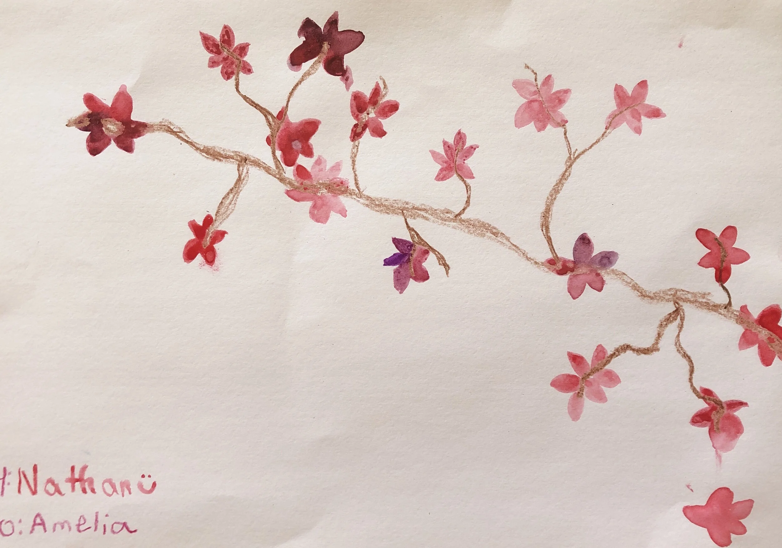 Cherry Blossoms - Nathan Weiner.JPG