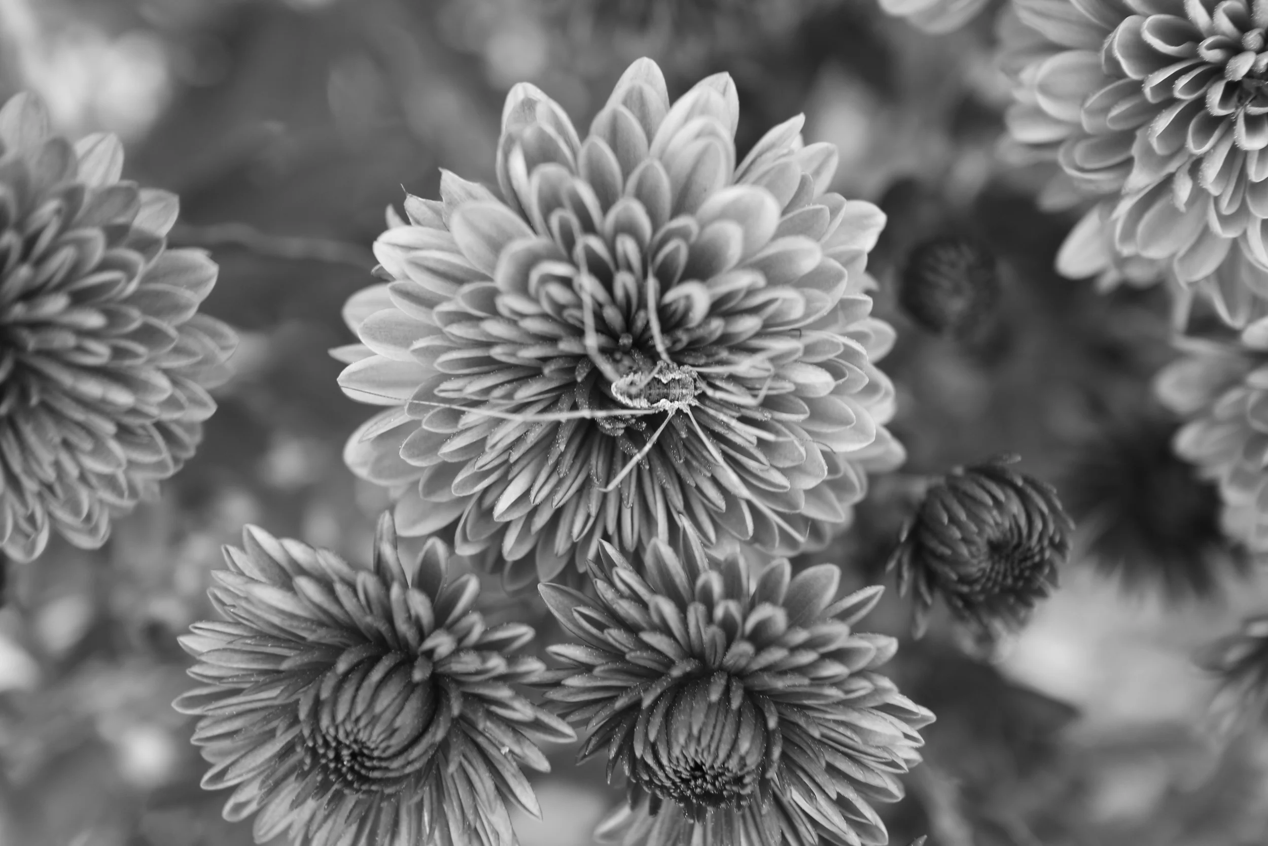 Flower Spider